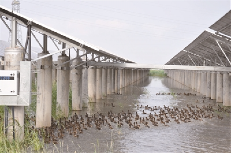 正泰灘涂農光互補光伏發電基地喜迎豐收 