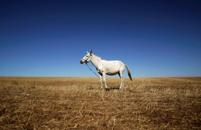 摩洛哥計(jì)劃提升海水淡化供水比例以應(yīng)對(duì)干旱